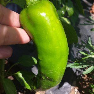 Biggie Chile Pepper Seed