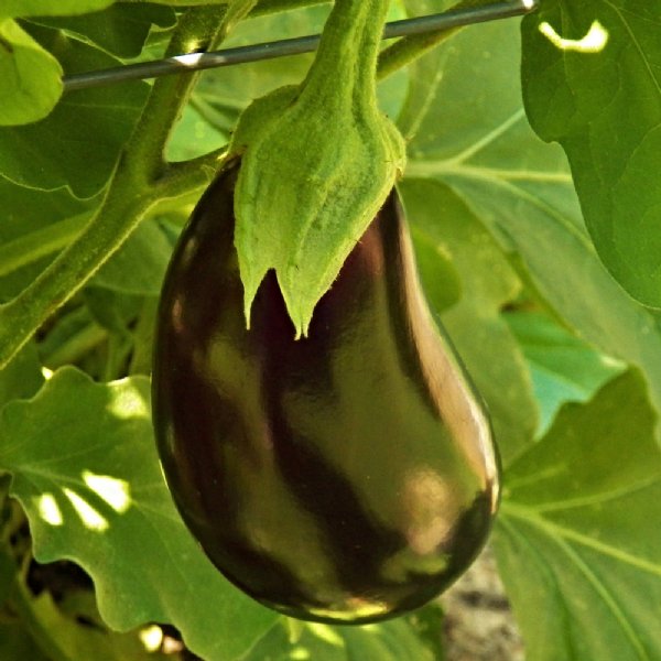 Black Beauty Eggplant Seed