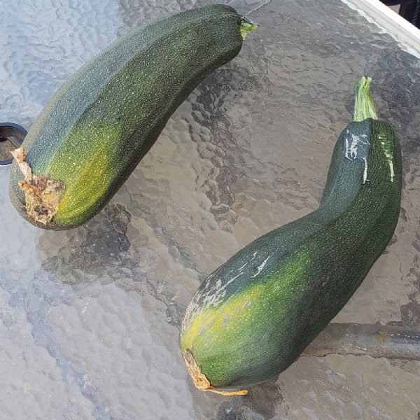 Black Beauty Zucchini Squash Seed