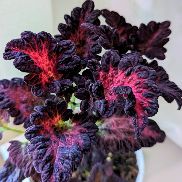 Black Dragon Coleus Seed