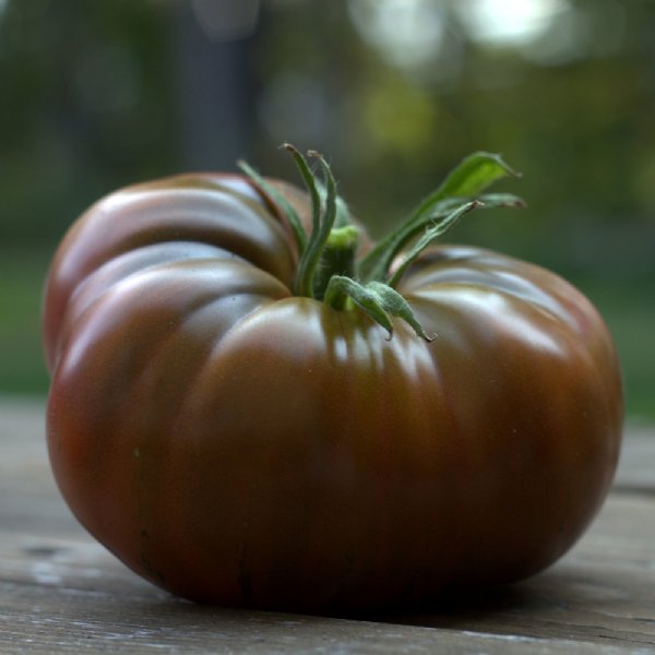 Black from Tula Tomato Seeds