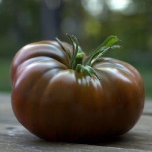 Black from Tula Tomato Seeds