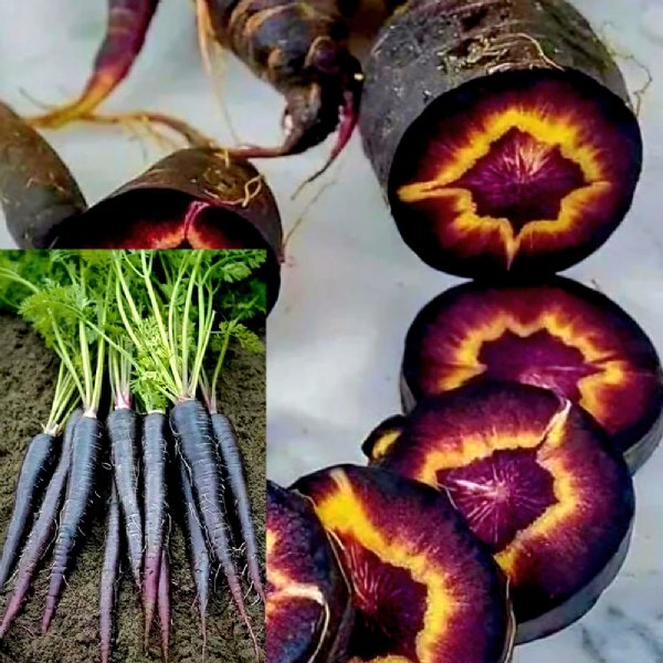 Black Nebula Carrot Seed