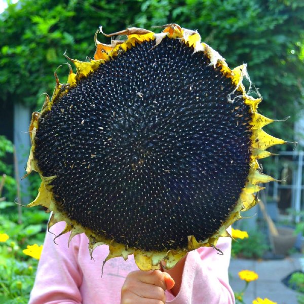 Black Russian Sunflower Seeds