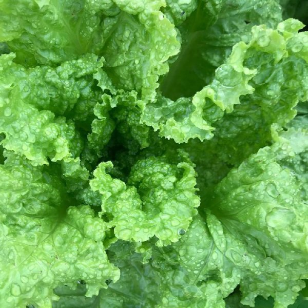 Black Seeded Simpson Lettuce Seed