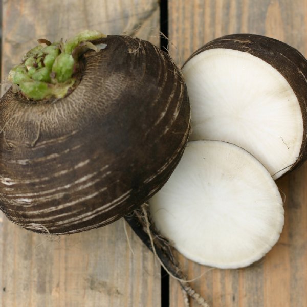 Black Spanish Round Radish Seed