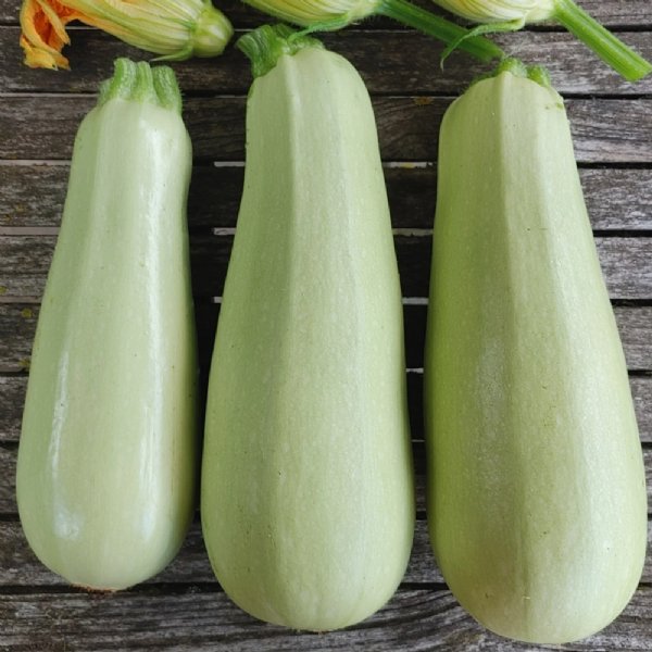 Blanco Lungo Zucchini Squash Seed