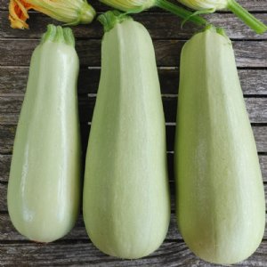 Blanco Lungo Zucchini Squash Seed