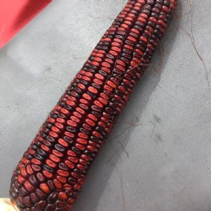 Bloody Butcher Ornamental Corn Seed