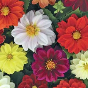 Dahlia Bloody Mary Mix Seed