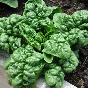 Bloomsdale Spinach Seed