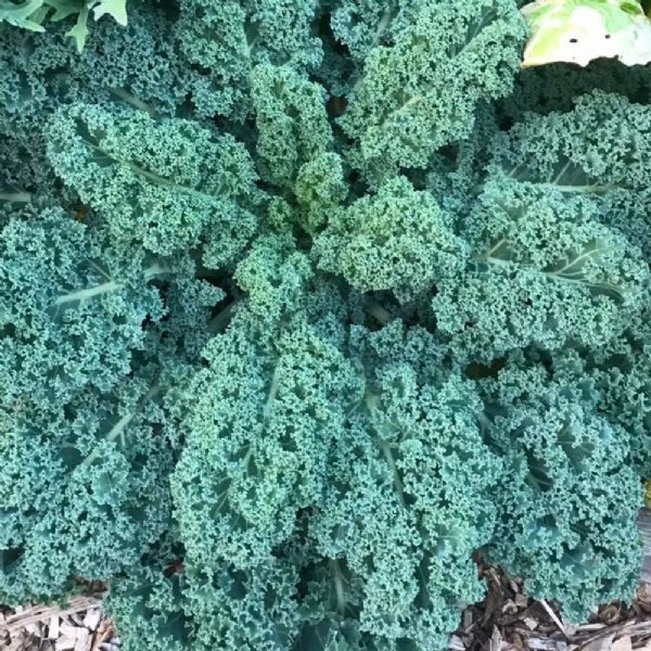 Blue Curled Scotch Kale Seed