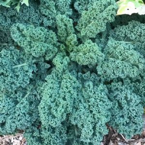 Blue Curled Scotch Kale Seed