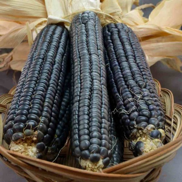 Blue Hopi Improved Ornamental Corn Seed