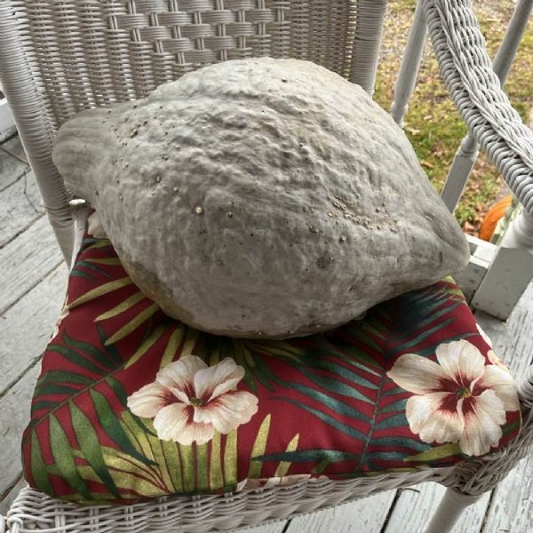 Blue Hubbard Squash Seed