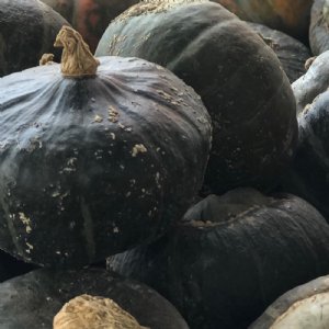 Blue Magic Squash Seed