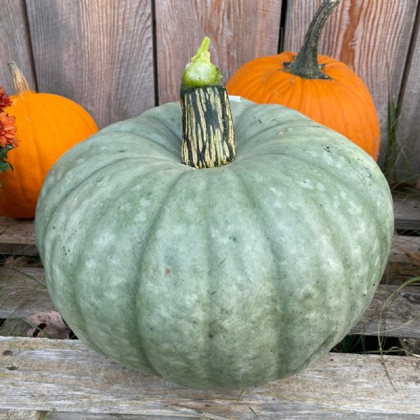 Blue Prince Pumpkin Seed