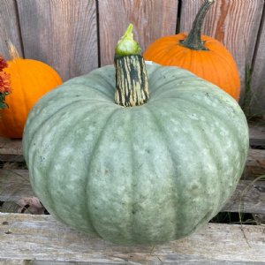 Blue Prince Pumpkin Seed