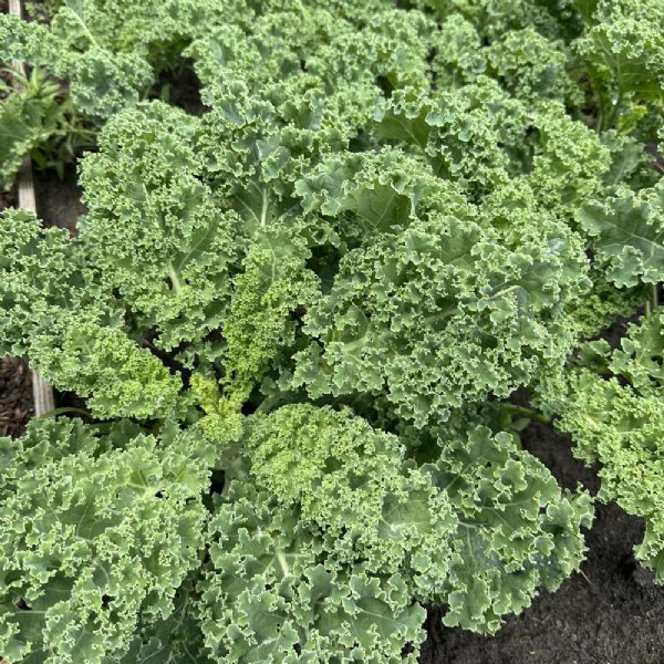 Blue Ridge Kale Seed