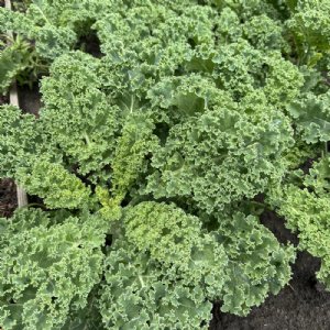 Blue Ridge Kale Seed