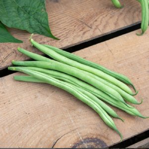 Blue Lake Superior Bean Seed