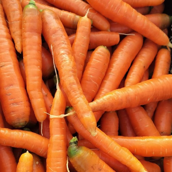 Bolero Carrot Seed