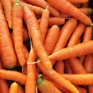 Bolero Carrot Seed