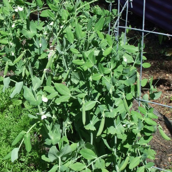 Bolero Pea Seed