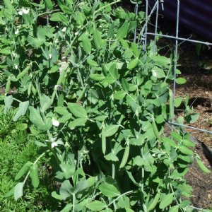 Bolero Pea Seed