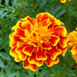 Bonanza Bee Marigold Seed