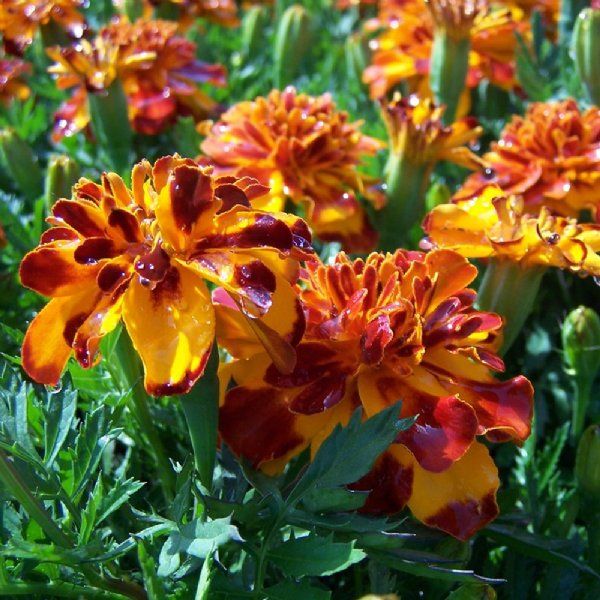 Bonanza Bolero Marigold Seed