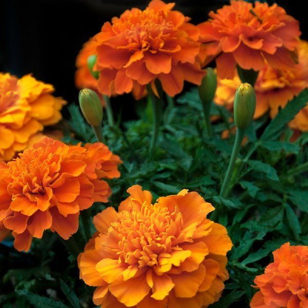 Bonanza Deep Orange Marigold Seed