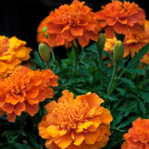 Bonanza Deep Orange Marigold Seed