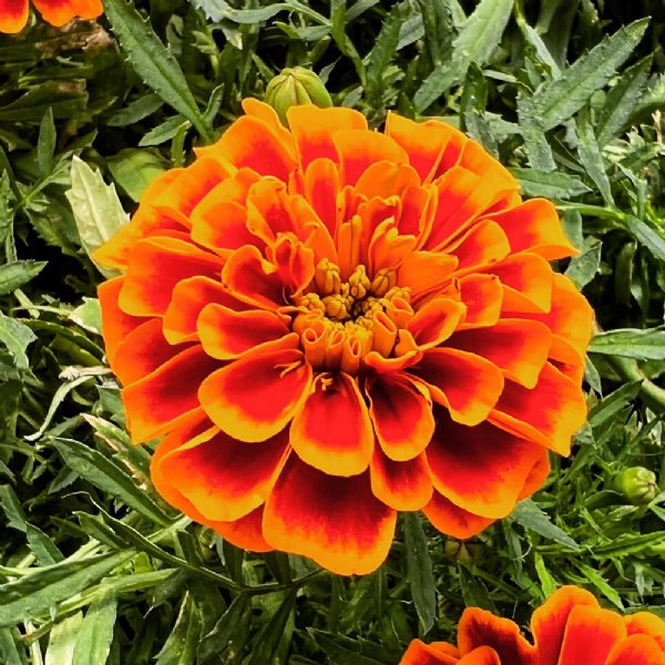 Bonanza Flame Marigold Seed