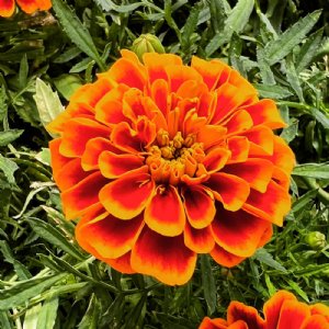 Bonanza Flame Marigold Seed