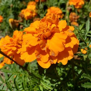 Bonanza Gold Marigold Seed