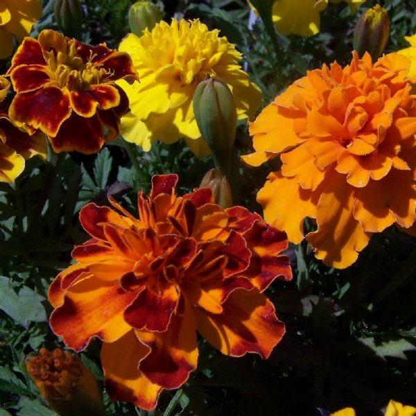 Bonanza Mix Marigold Seed