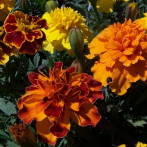 Bonanza Mix Marigold Seed