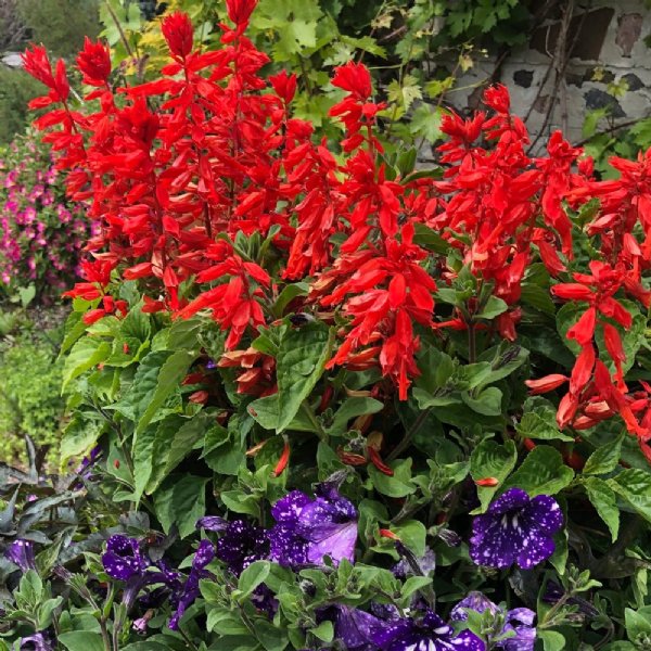 Bonfire Salvia Seed