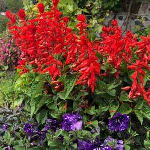 Bonfire Salvia Seed