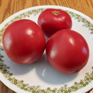 Bonnie Best Tomato Seeds