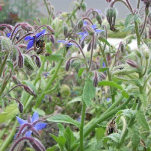 Borage Seed