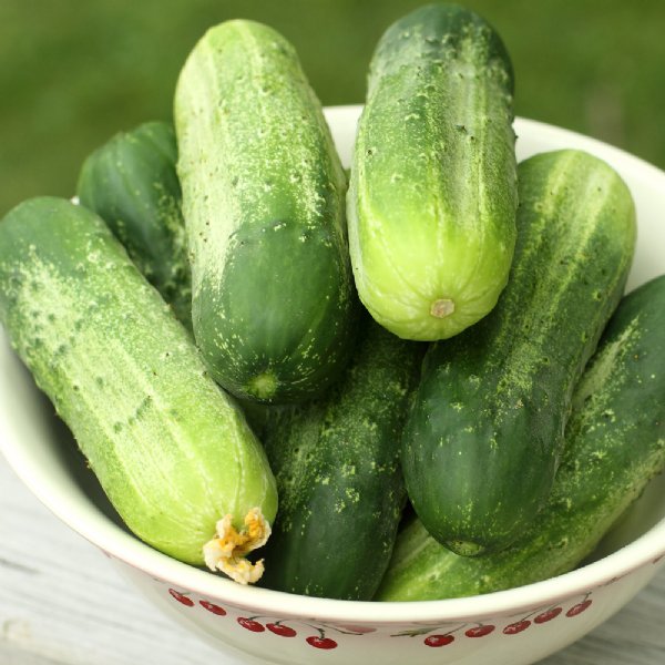 Boston Pickling Cucumber Seed