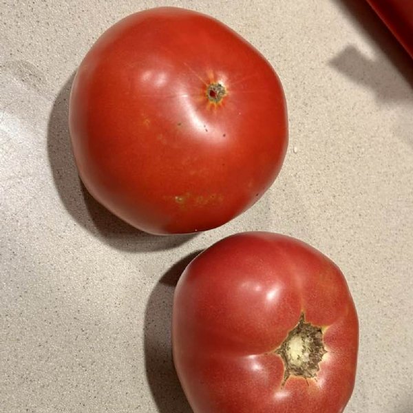 Bradley Tomato Seeds