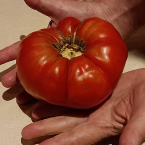 Brandywine Red Tomato Seeds