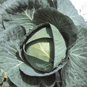 Bravo Cabbage Seed