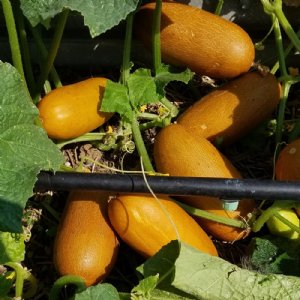 Brown Russian Cucumber Seed