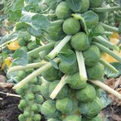 Brussel Sprouts Seeds