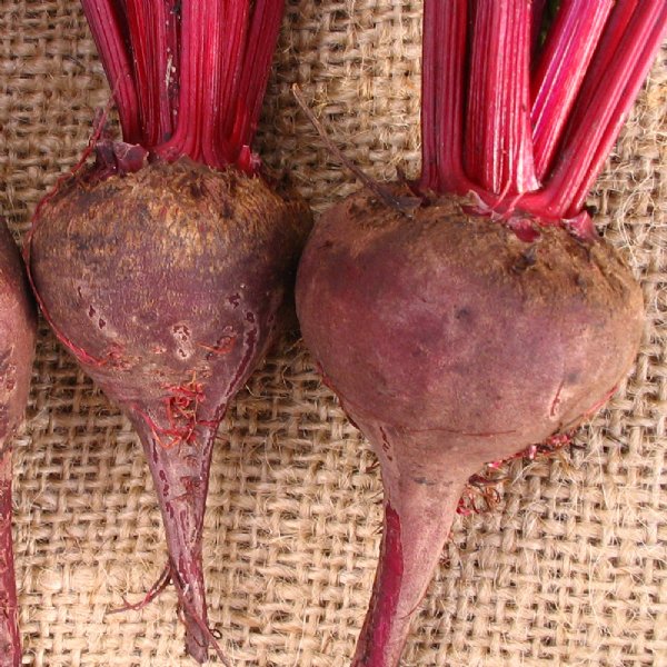 Bull's Blood Beet Seed