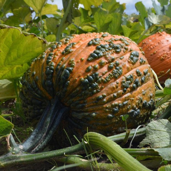 Bunch O' Warts F1 Pumpkin Seed